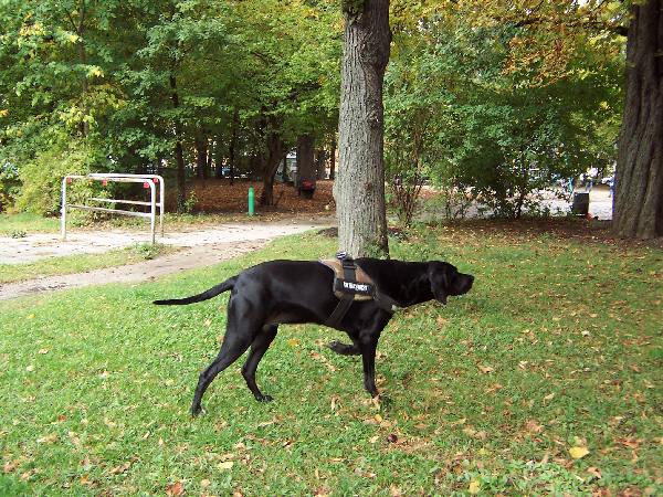 Lucy (Deutsch Kurzhaar, Labrador) Deutsch Kurzhaar Labrador 